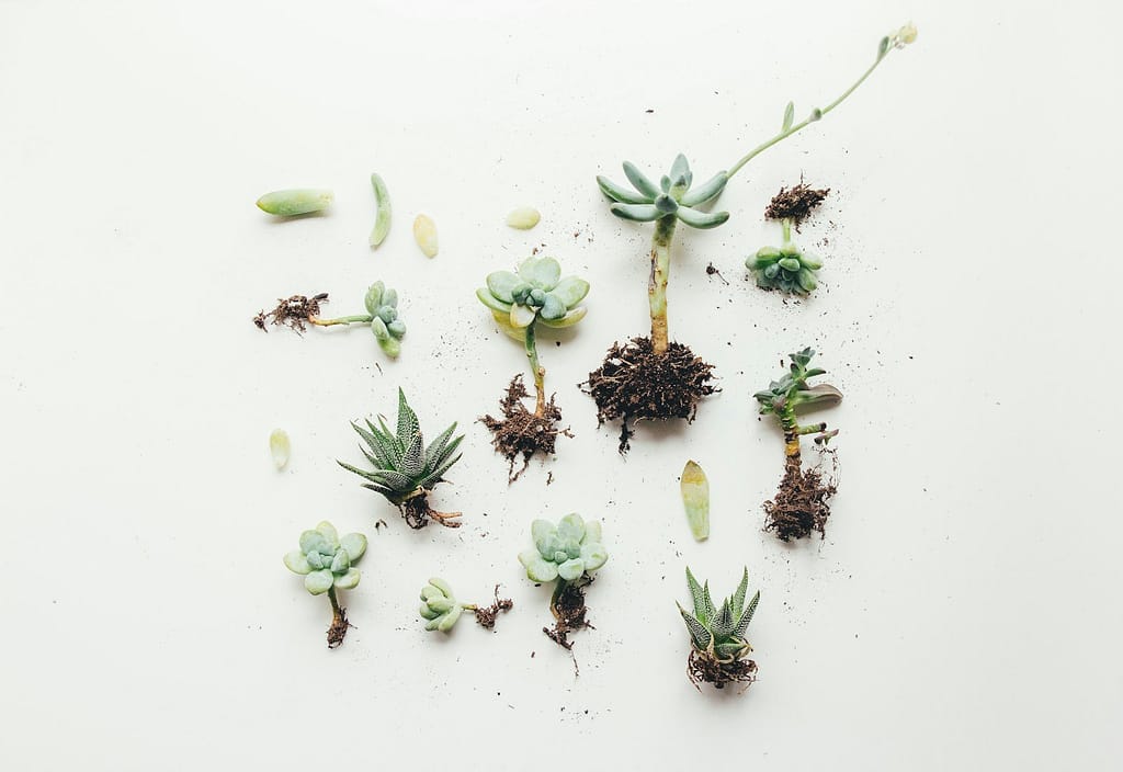 Plant-Powered Wellness: Garden Therapy for Stress Relief