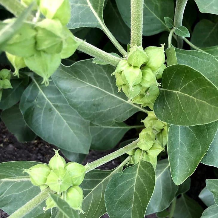 Ashwagandha plant