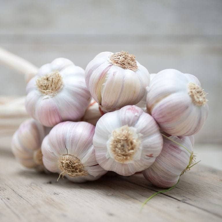 Fresh garlic bulbs